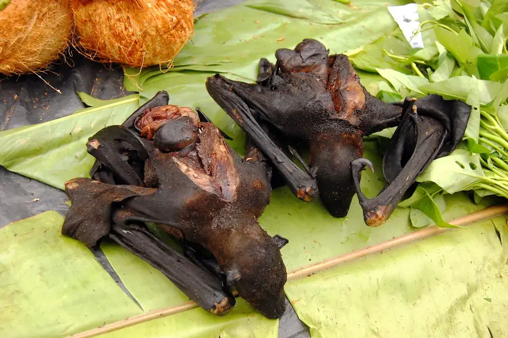 インドネシアの珍品料理　オオコウモリの丸焼き
