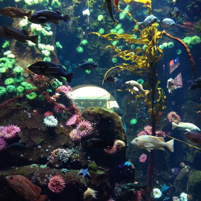 バンクーバー国際空港（カナダ）の水族館の様子