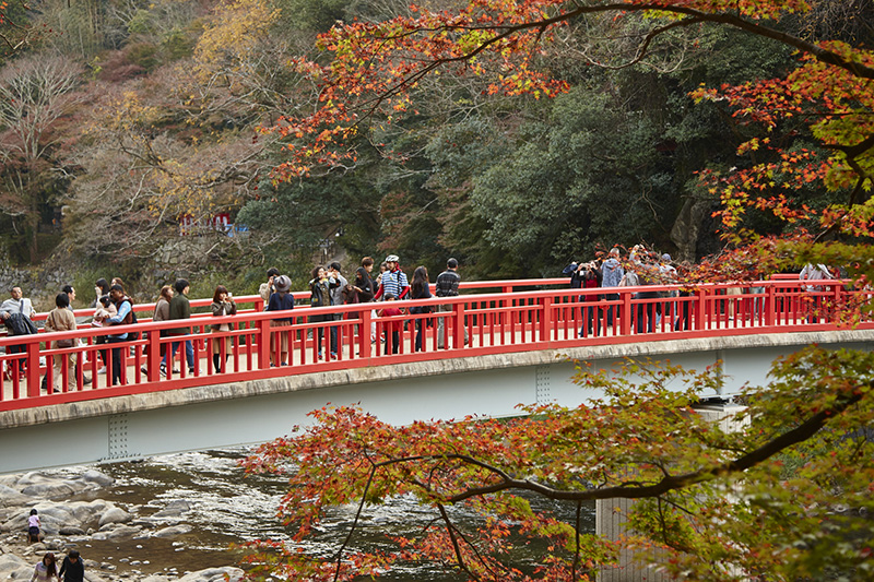 今年おすすめの日本の絶景紅葉名所８選 - 愛知県・香嵐渓