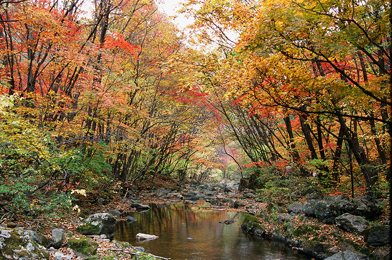 この秋絶対に訪れたい世界の紅葉名所１０選 - 光霧山、中国・四川省