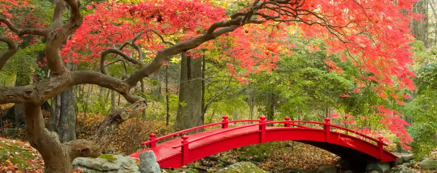 この秋訪れるべき国内おすすめ紅葉スポット