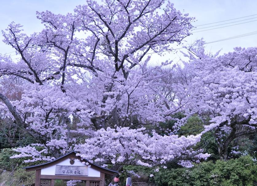 屋外の景色 写真