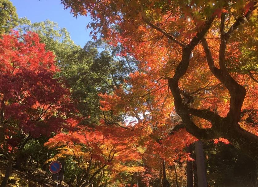 屋外の景色 写真