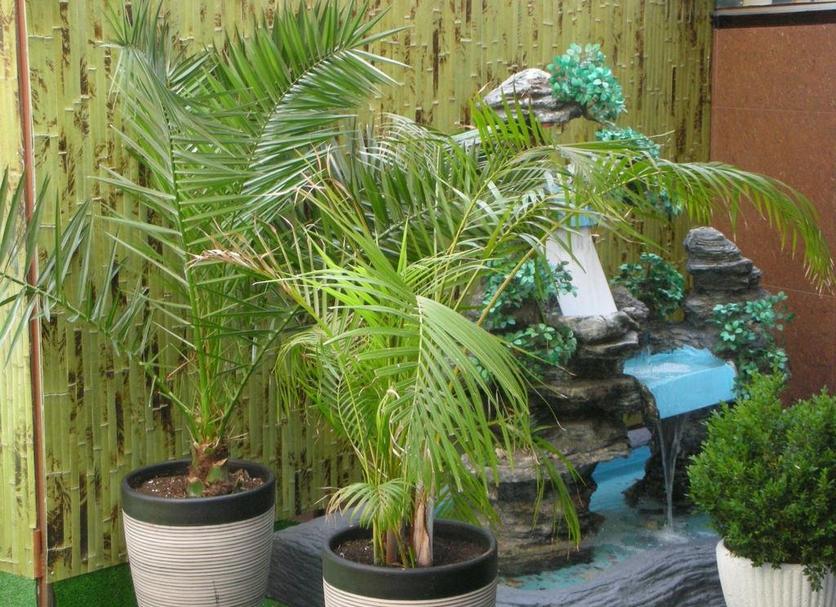 屋外の景色 写真