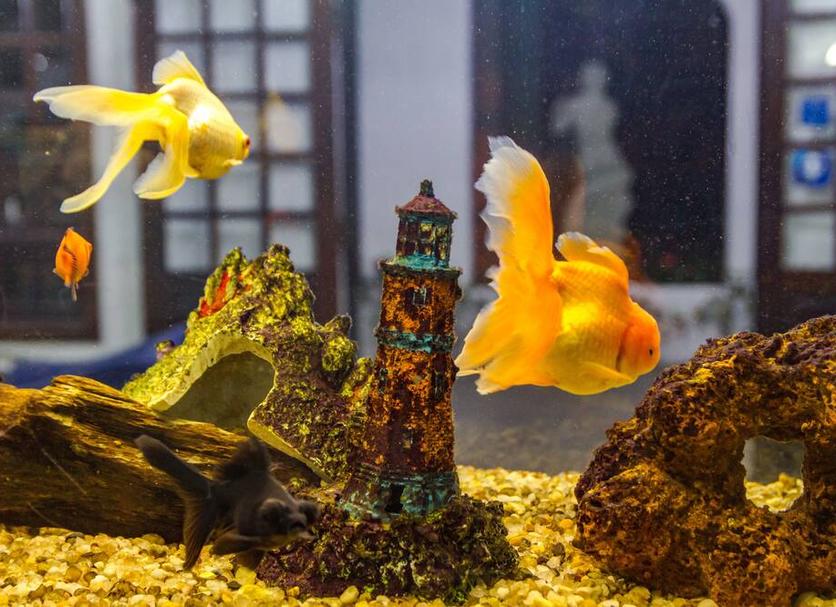 その他 写真