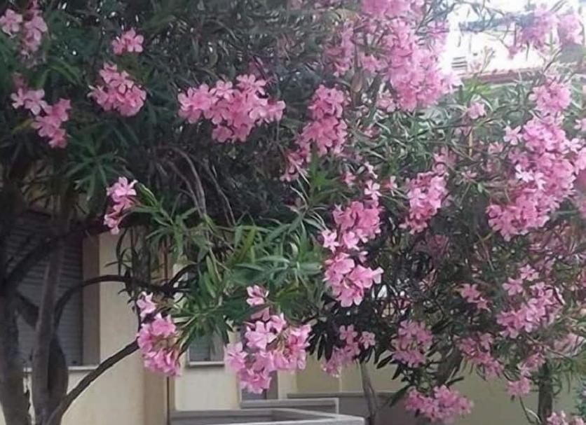 屋外の景色 写真