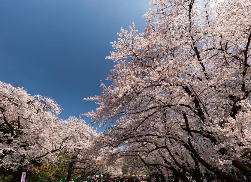 屋外の景色 写真