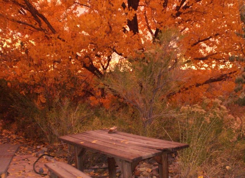 屋外の景色 写真