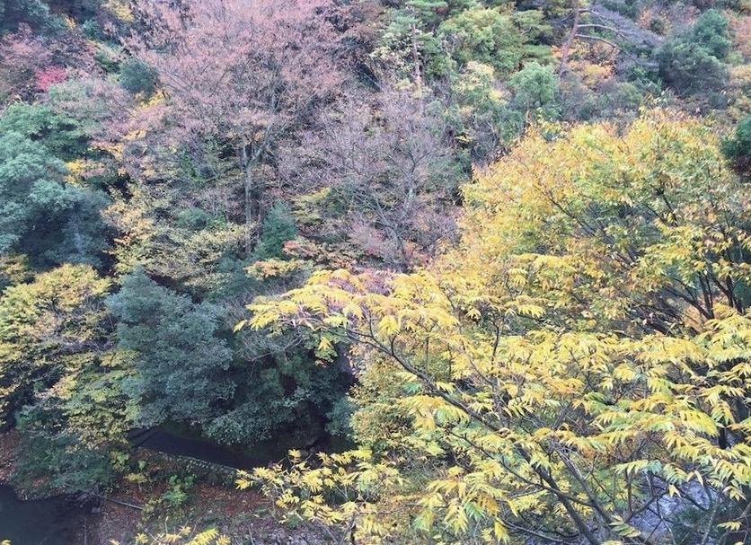 屋外の景色 写真