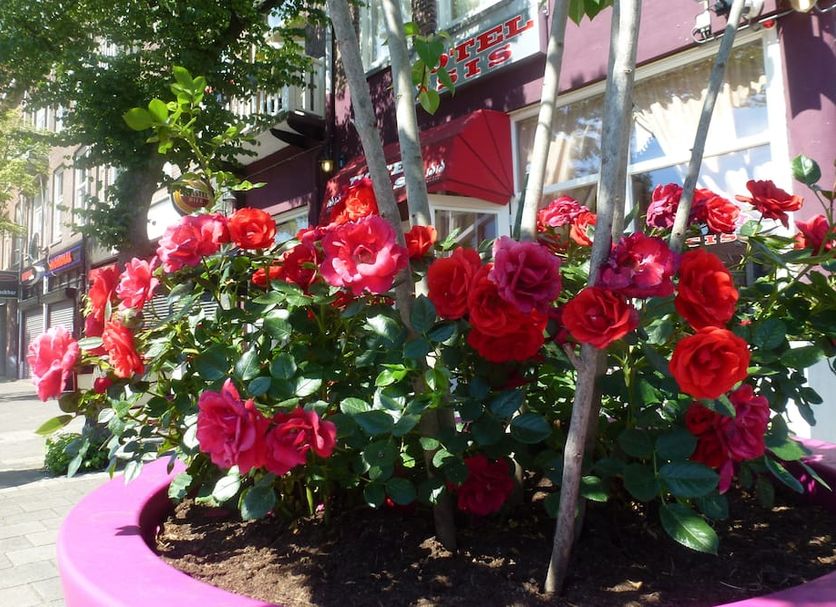 屋外の景色 写真