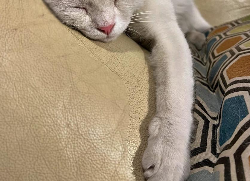 客室の設備 写真