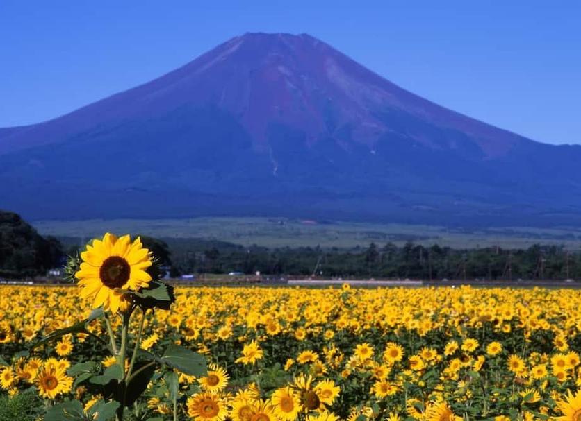 屋外の景色 写真