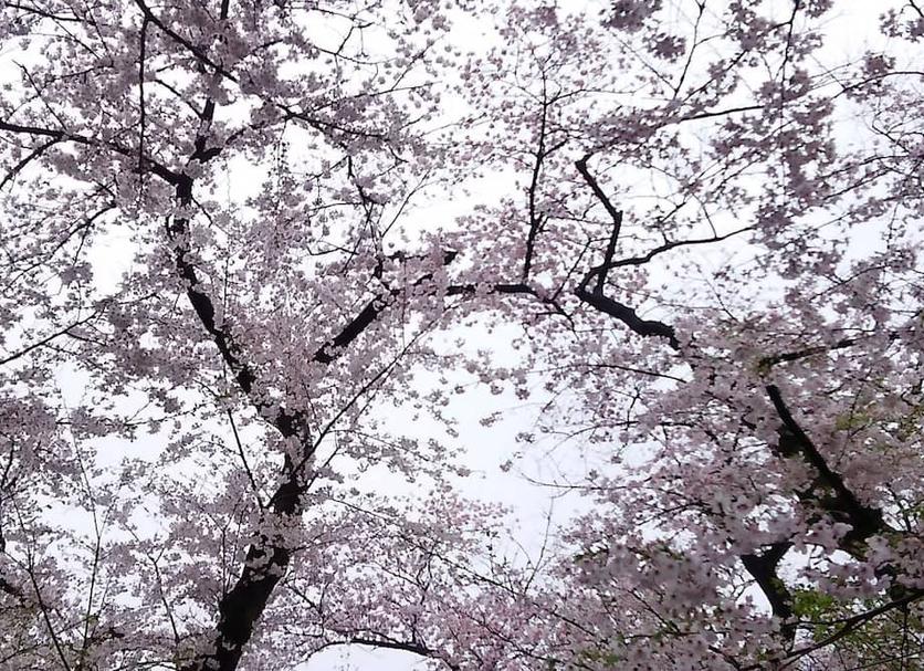 屋外の景色 写真