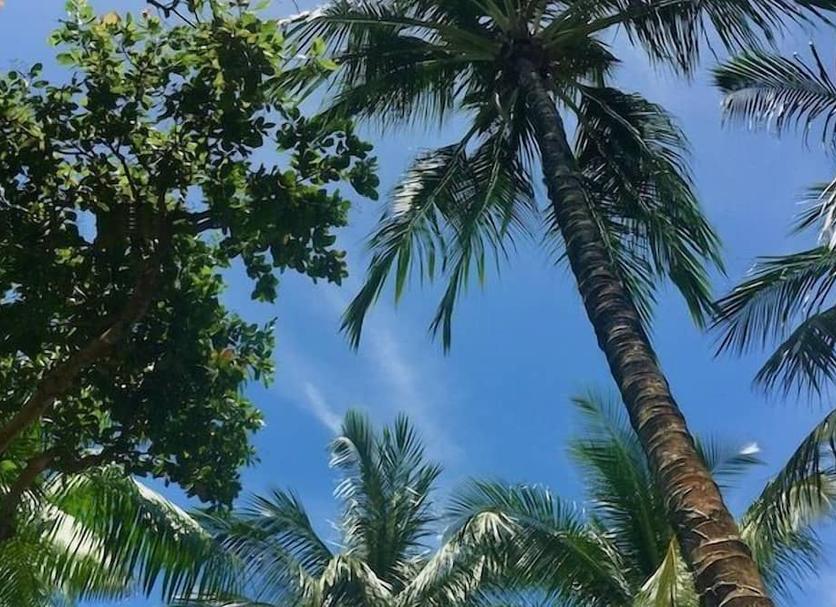 屋外の景色 写真